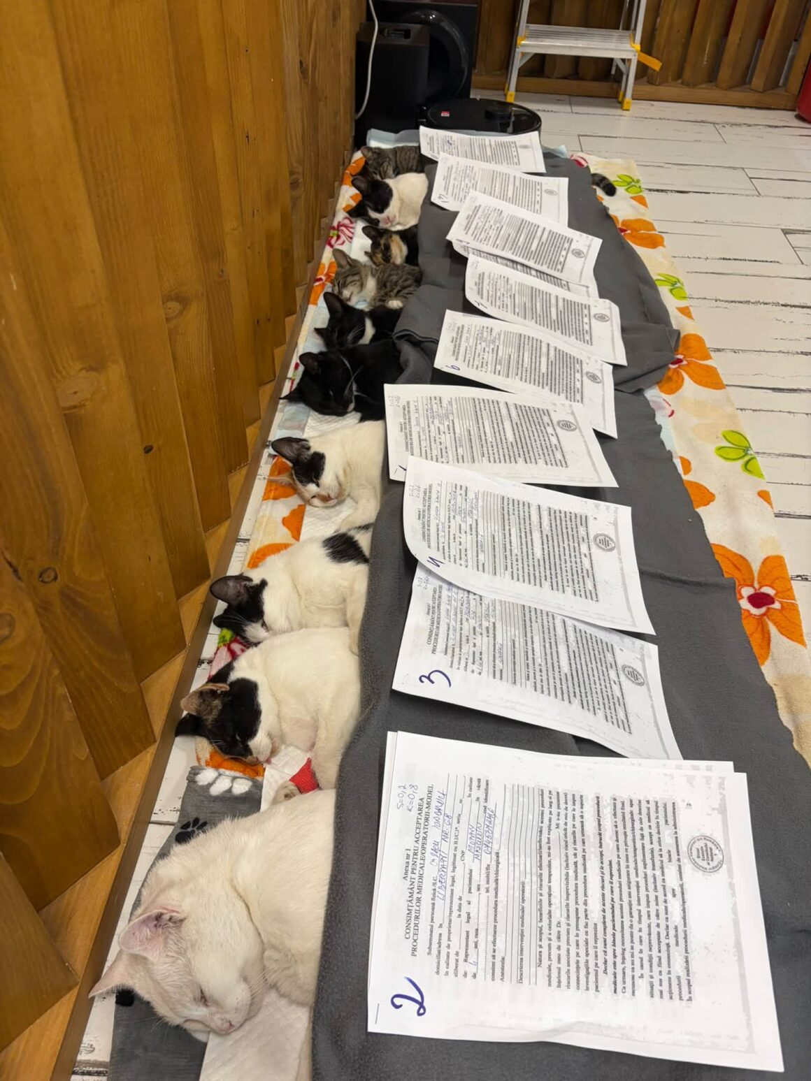 🧡 121 CATS & DOGS SPAYED AND NEUTERED IN TWO DAYS! 🐾 … & more 🧡