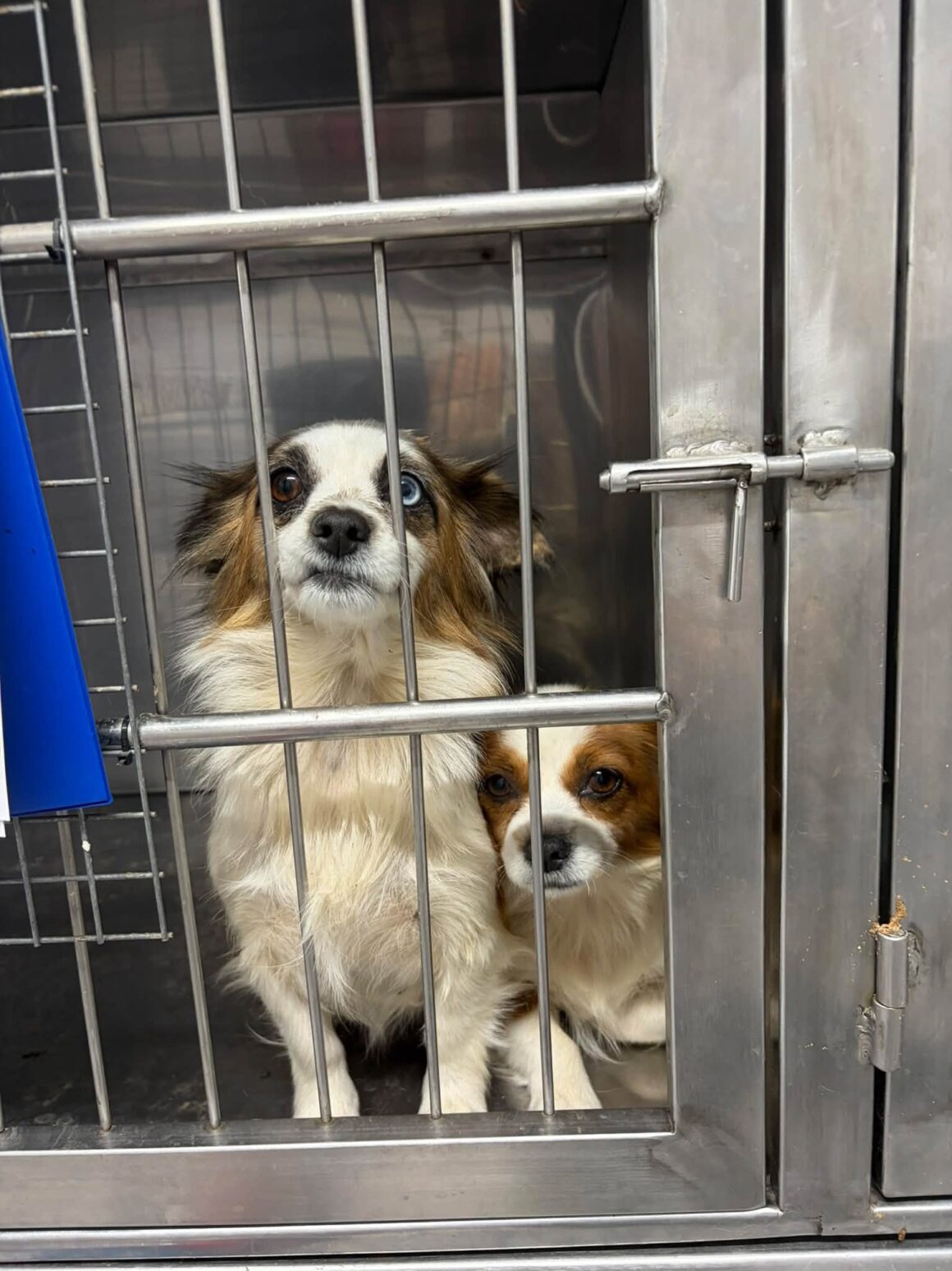 🧡 121 CATS & DOGS SPAYED AND NEUTERED IN TWO DAYS! 🐾 … & more 🧡
