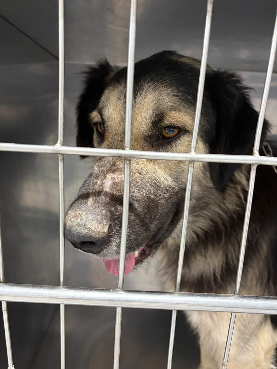 🧡 121 CATS & DOGS SPAYED AND NEUTERED IN TWO DAYS! 🐾 … & more 🧡
