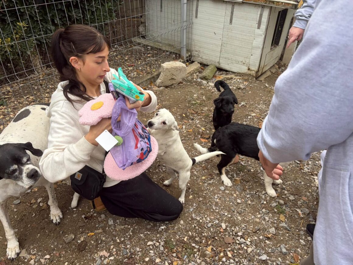 🧡 121 CATS & DOGS SPAYED AND NEUTERED IN TWO DAYS! 🐾 … & more 🧡