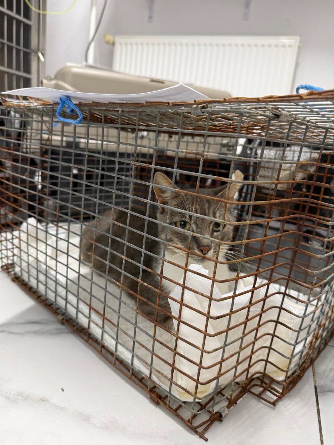 🐾 OCTOBER SPAY & NEUTER UPDATE – 106 animals neutered in Tulcea so far this month. And we’re not stopping! 🧡