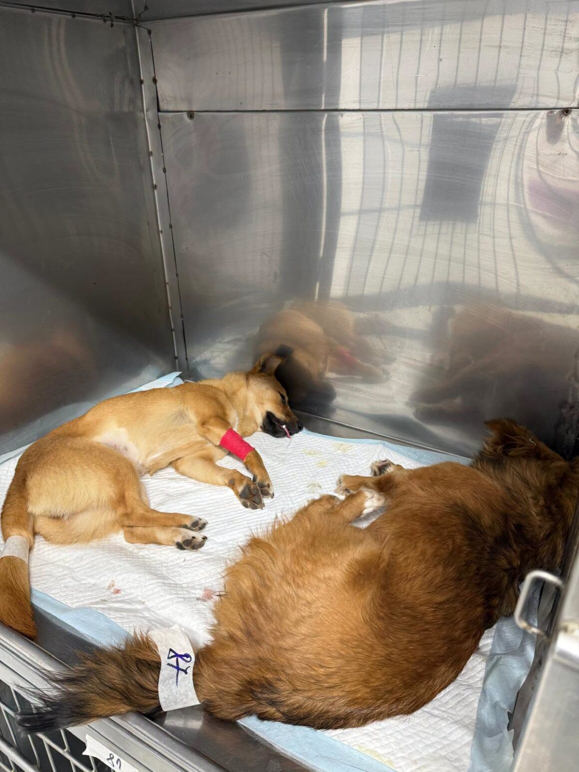 🐾 OCTOBER SPAY & NEUTER UPDATE – 106 animals neutered in Tulcea so far this month. And we’re not stopping! 🧡