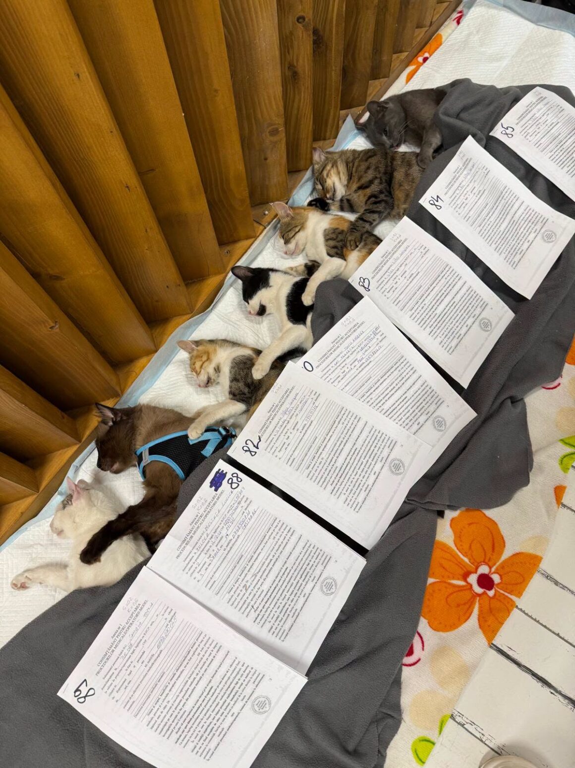 🐾 OCTOBER SPAY & NEUTER UPDATE – 106 animals neutered in Tulcea so far this month. And we’re not stopping! 🧡