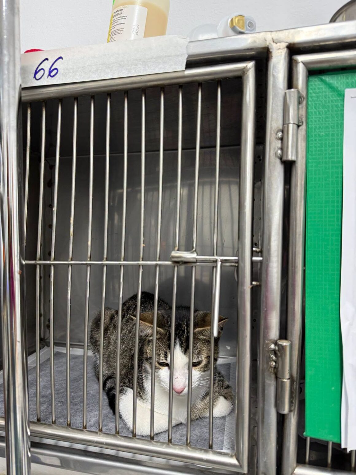 🐾 OCTOBER SPAY & NEUTER UPDATE – 106 animals neutered in Tulcea so far this month. And we’re not stopping! 🧡