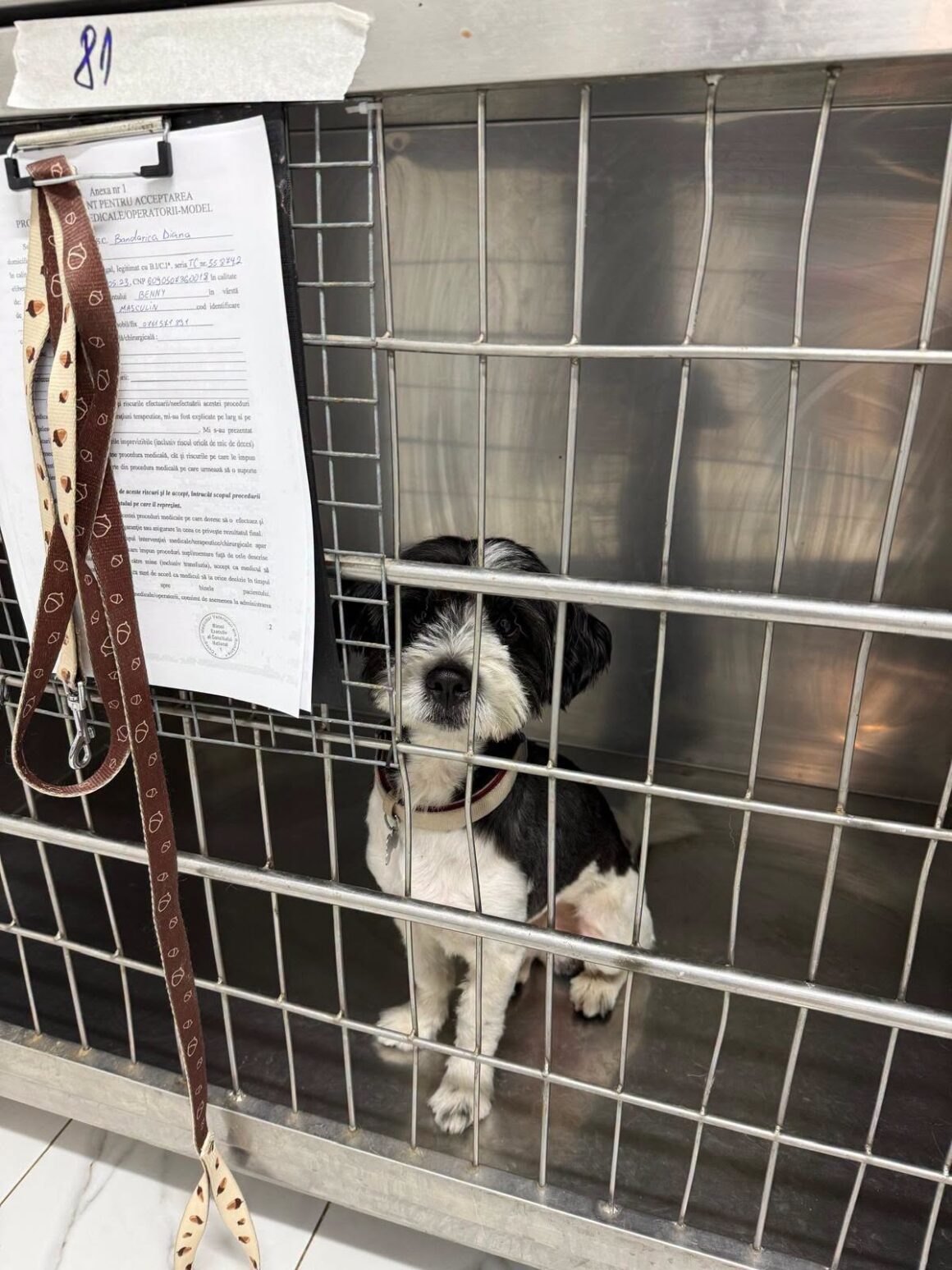 🐾 OCTOBER SPAY & NEUTER UPDATE – 106 animals neutered in Tulcea so far this month. And we’re not stopping! 🧡
