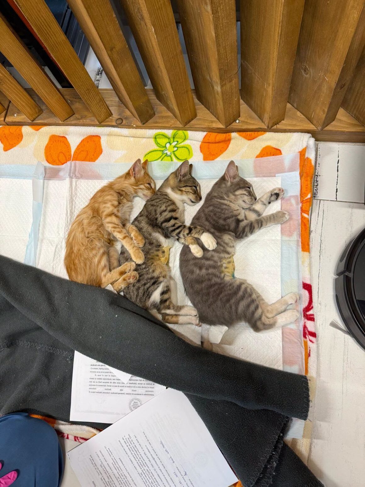 the-great-catsby-photo_9 Today is World Animal Day