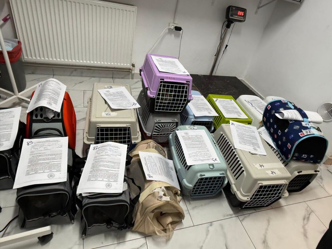 🐾 OCTOBER SPAY & NEUTER UPDATE – 106 animals neutered in Tulcea so far this month. And we’re not stopping! 🧡