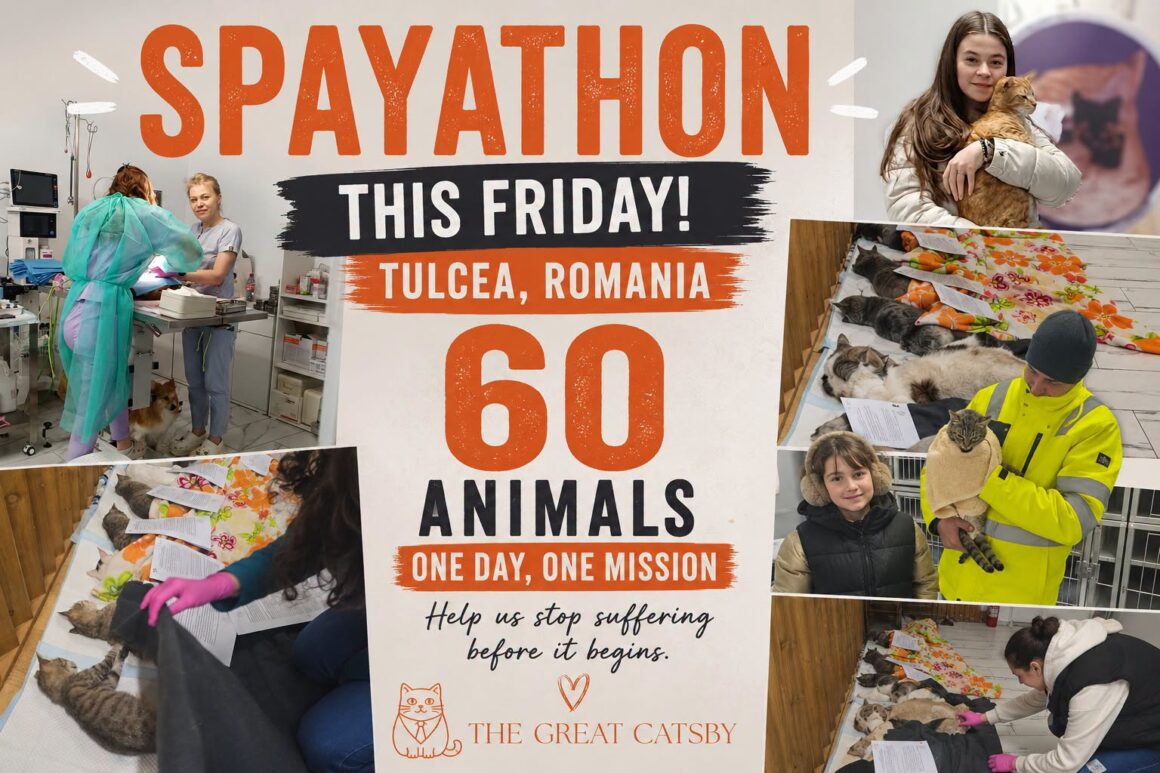 🎯 SPAYATHON ALERT‼️